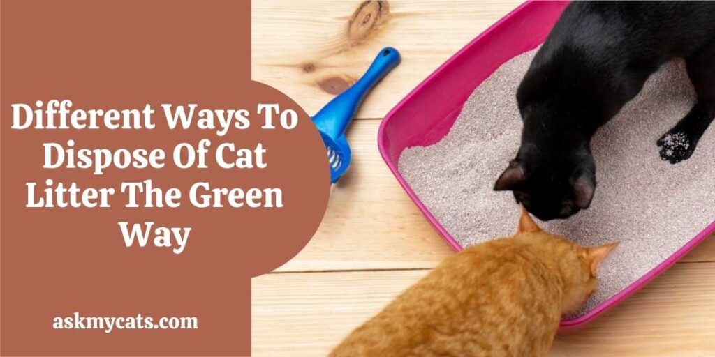 Different Ways To Dispose Of Cat Litter The Green Way