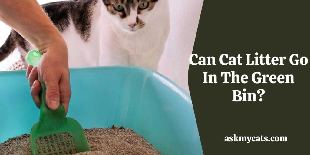 Can Cat Litter Go in the Green Bin? 