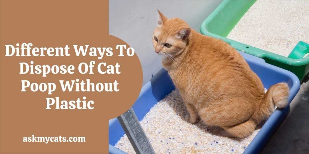 Different Ways To Dispose Of Cat Poop Without Plastic