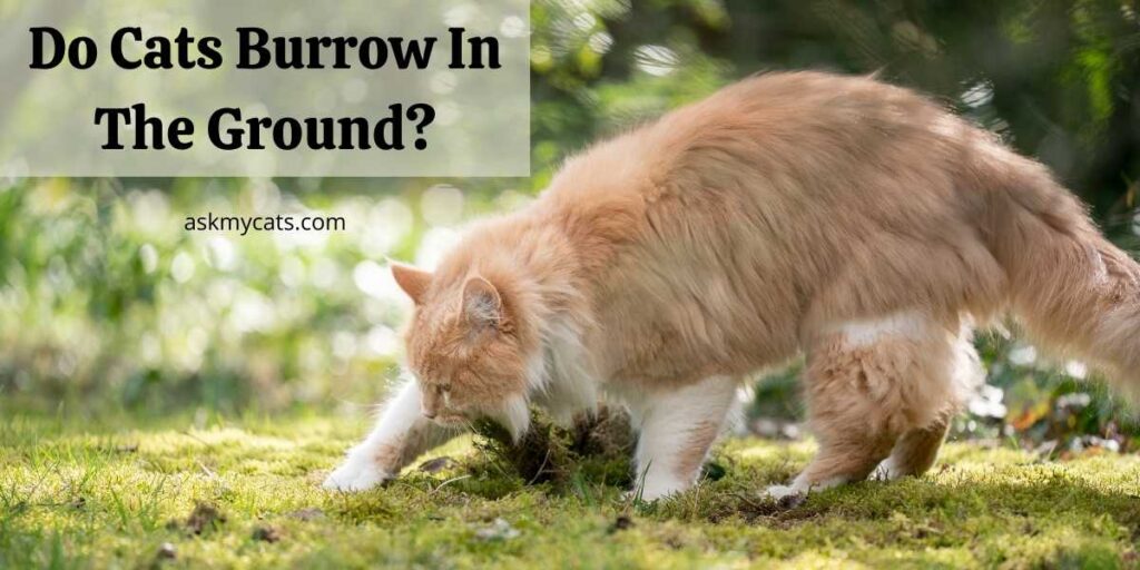 Do Cats Burrow In The Ground