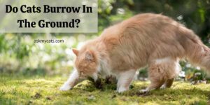 Do Cats Burrow In The Ground? Why Do Cats Try To Burrow?