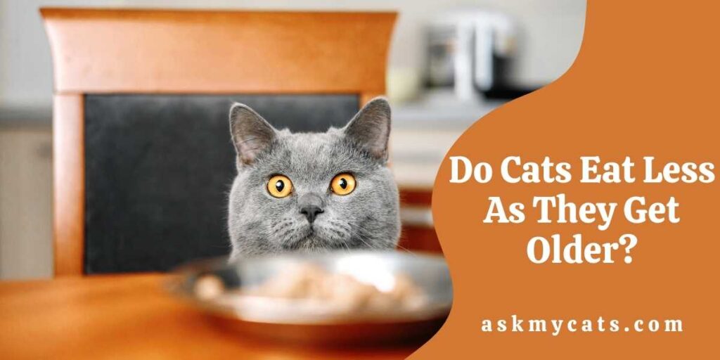 Do Cats Eat Less As They Get Older?