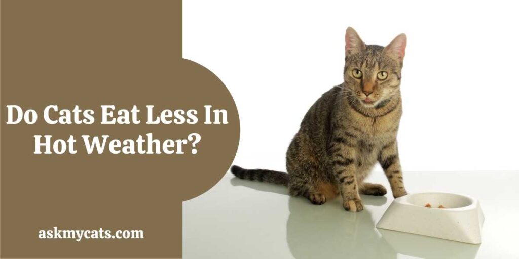 Do Cats Eat Less In Hot Weather?