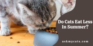 Do Cats Eat Less In Summer? What To Feed Cats In Summer?