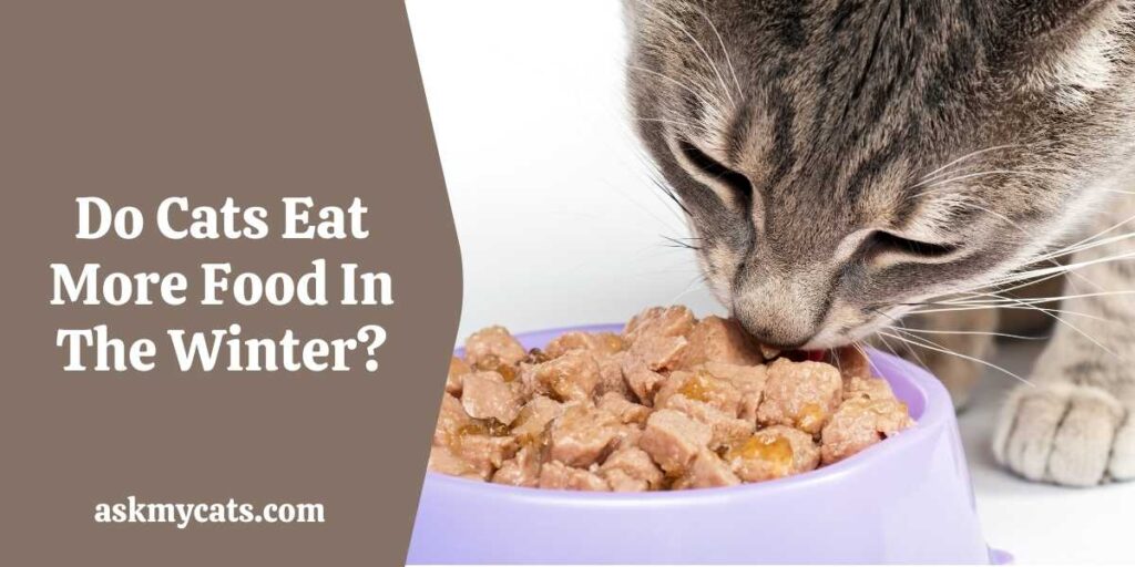 Do Cats Eat More Food In The Winter?