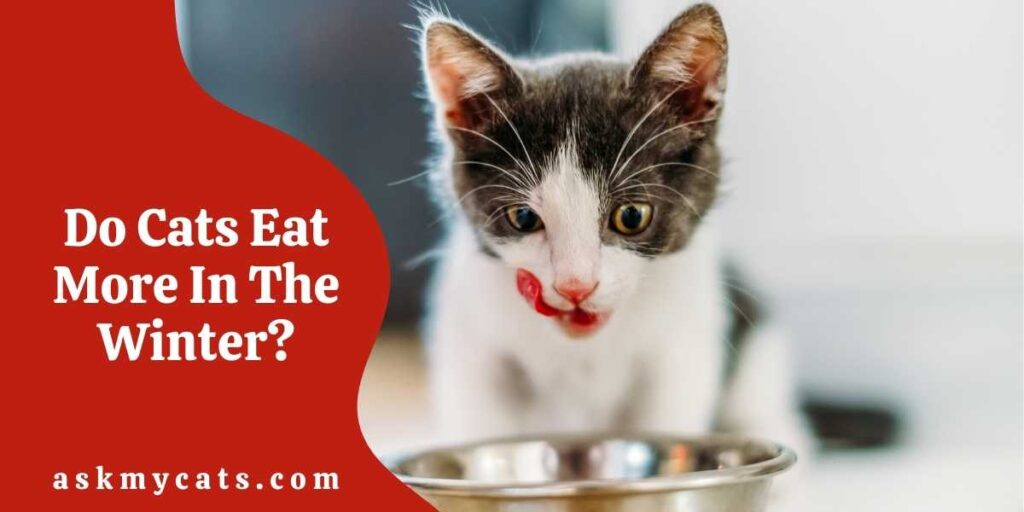 Do Cats Eat More In The Winter?