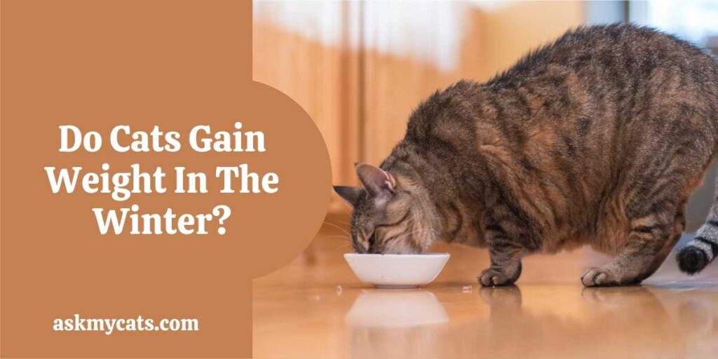 Do Cats Gain Weight In The Winter?