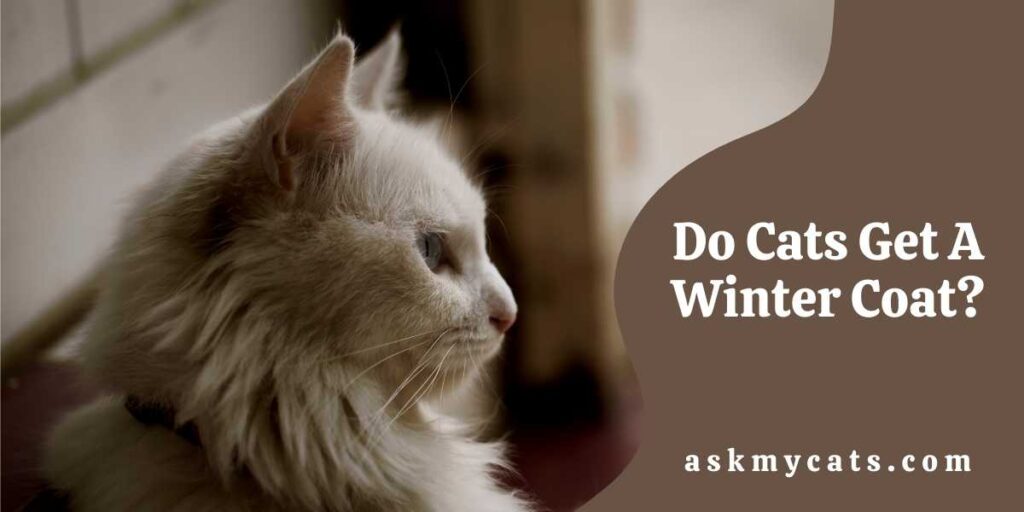 Do Cats Get A Winter Coat?