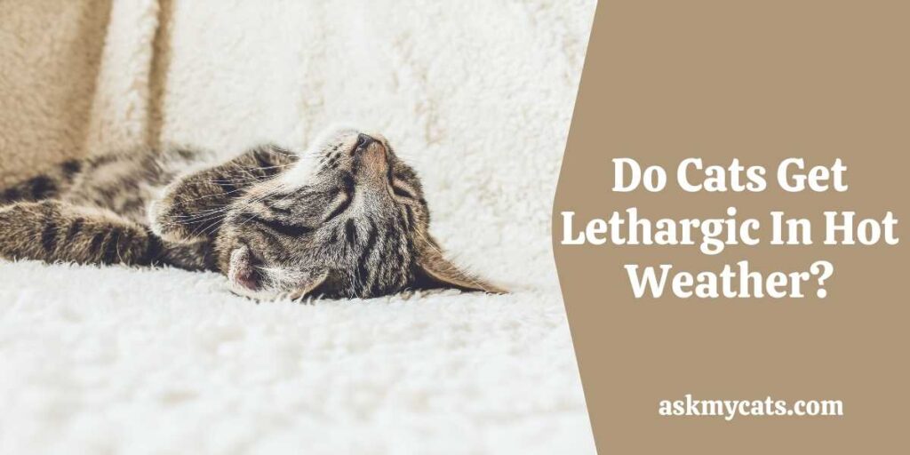 Do Cats Get Lethargic In Hot Weather?