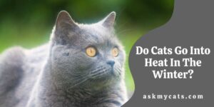 Do Cats Go Into Heat In The Winter? (Explained)