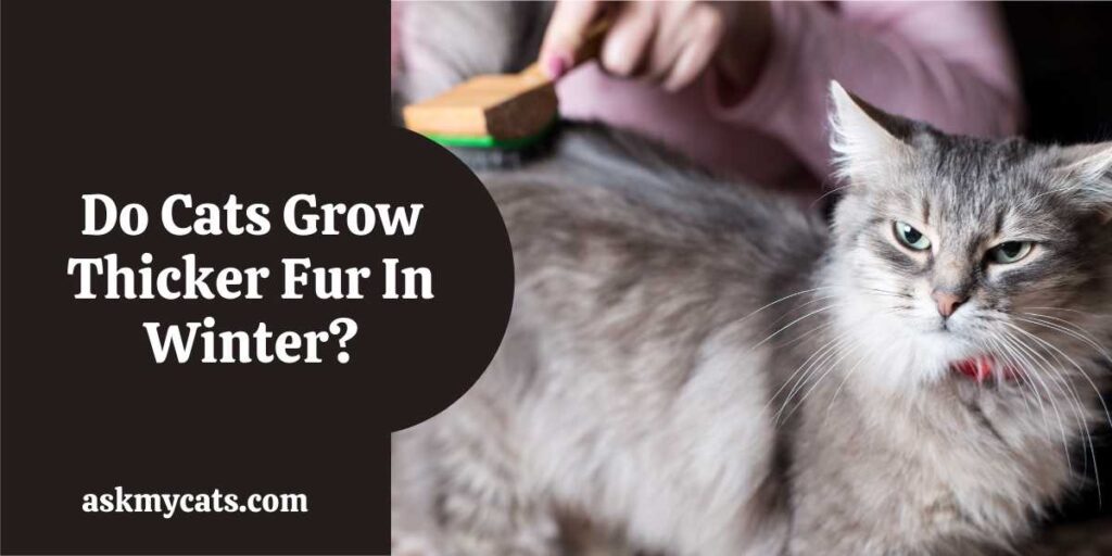 Do Cats Grow Thicker Fur In Winter?
