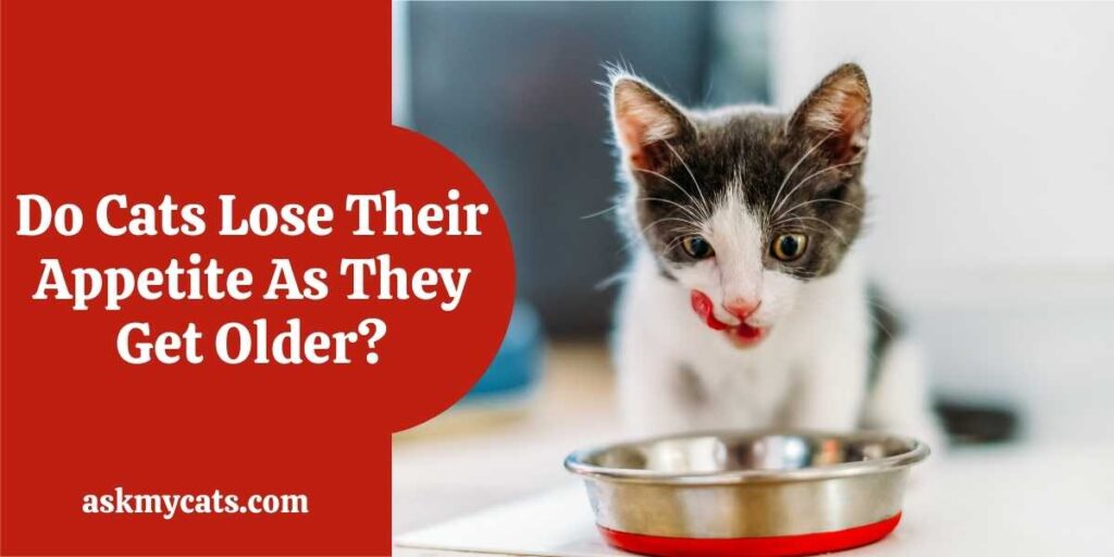 Do cats eat less 2025 as they get older