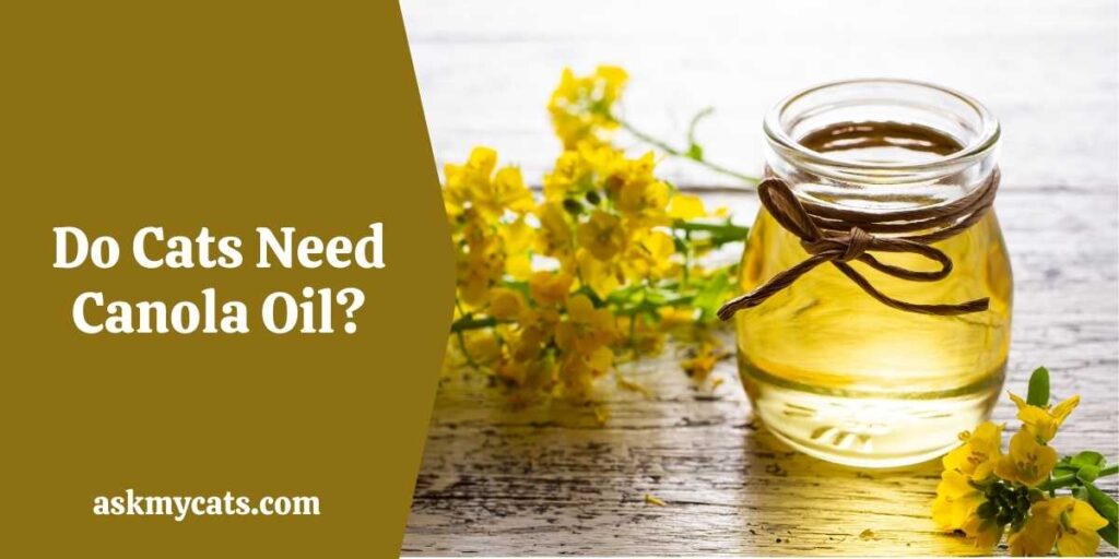 Do Cats Need Canola Oil?