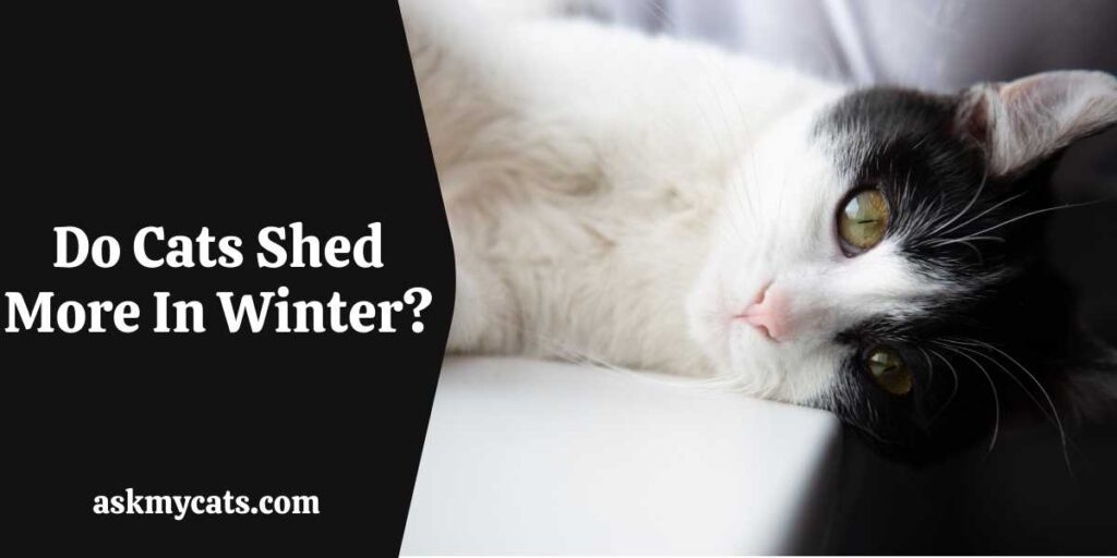 Do Cats Shed More In Winter?