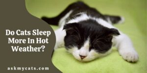 Do Cats Sleep More In Hot Weather?