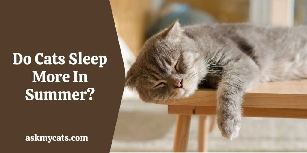 Do Cats Sleep More In Summer?