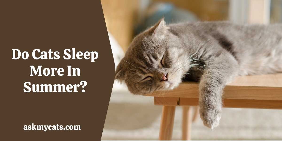 Do Cats Sleep More In Hot Weather?