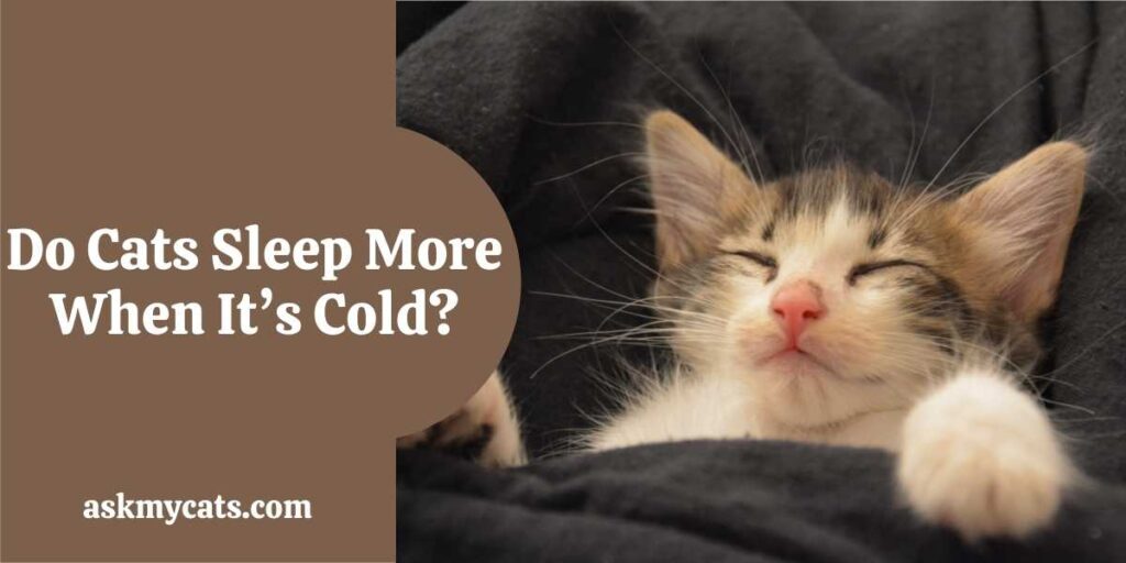 Do Cats Sleep More When It’s Cold?