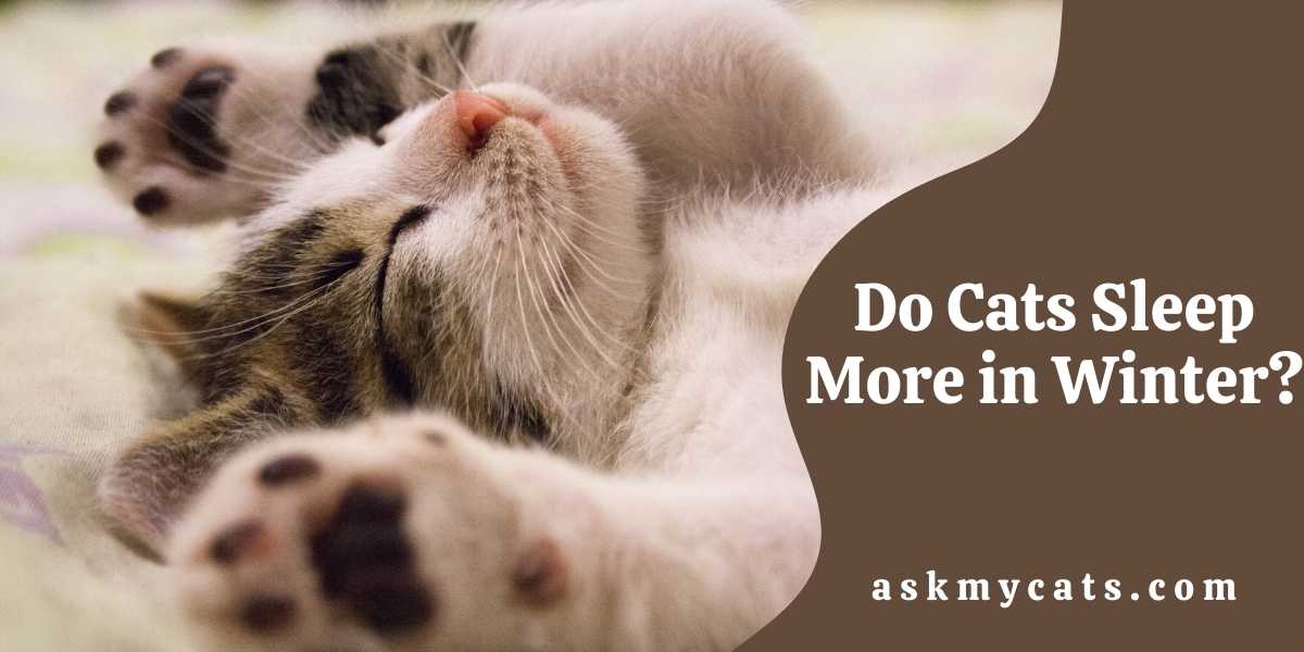 Do Cats Sleep More in Winter? Know The Truth