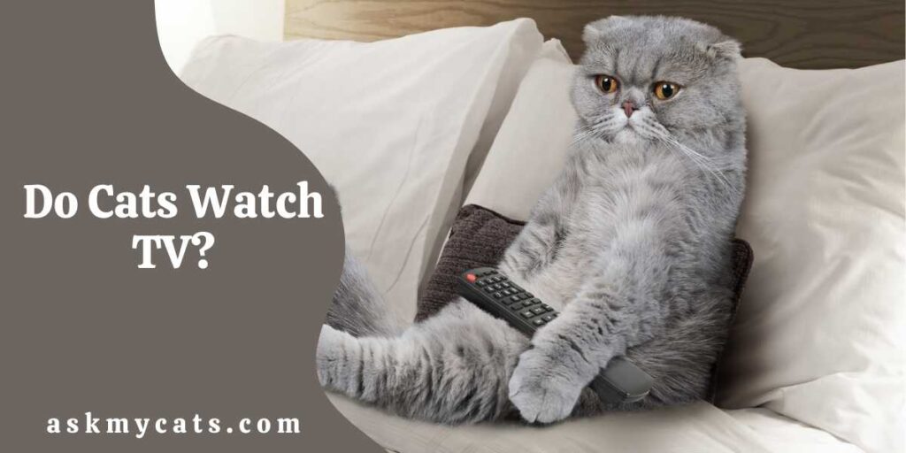 Do Cats Watch TV?