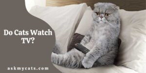 Do Cats Watch TV? Is It OK For Cat To Watch TV?