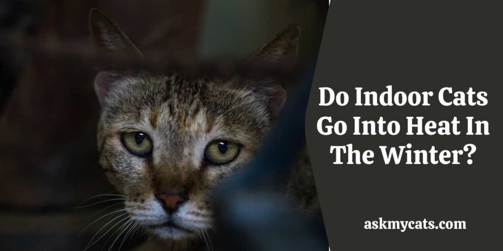 Do Indoor Cats Go Into Heat In The Winter?