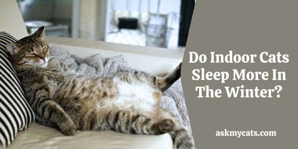 Do Indoor Cats Sleep More In The Winter?