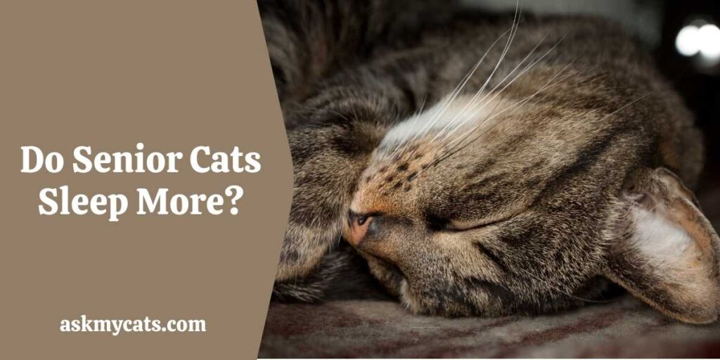 Do Senior Cats Sleep More?
