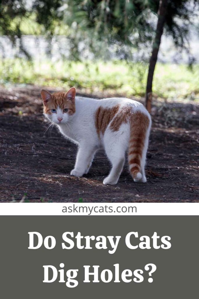 Do Stray Cats Dig Holes?