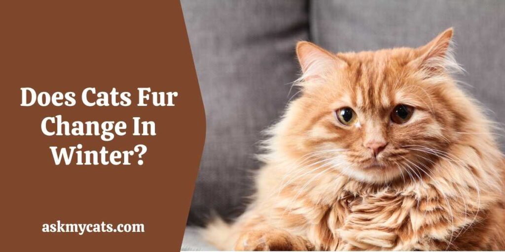 Does Cats Fur Change In Winter?