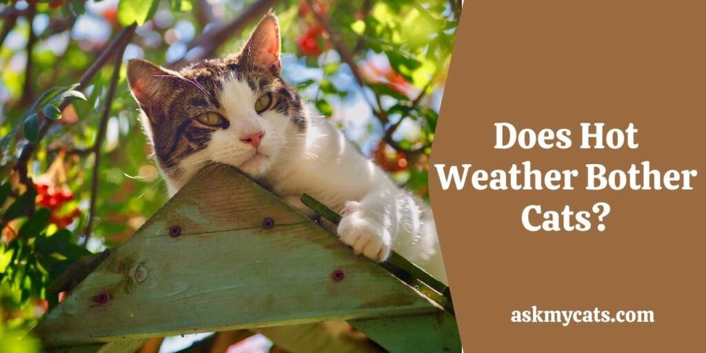 Does Hot Weather Bother Cats?