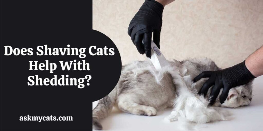 Does Shaving Cats Help With Shedding?