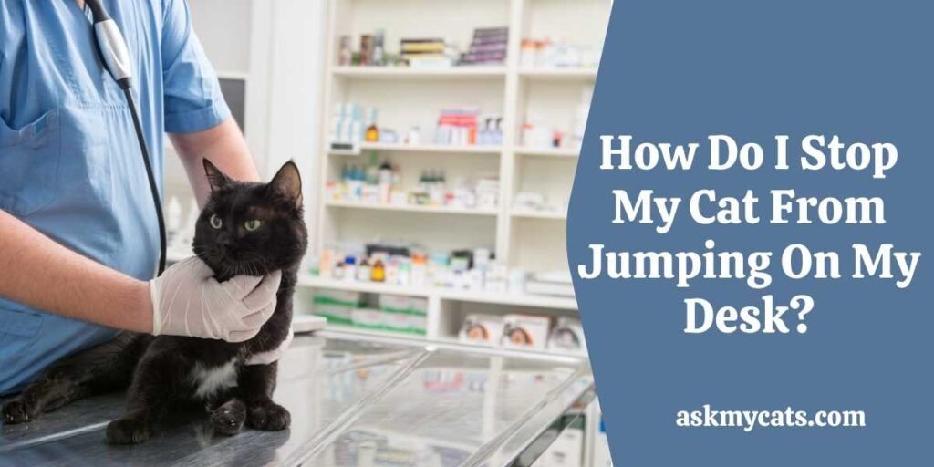 How Do I Stop My Cat From Jumping On My Desk?