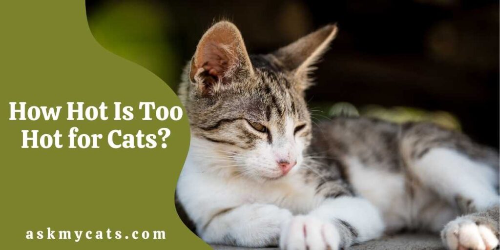 How Hot Is Too Hot for Cats?