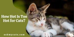How Hot Is Too Hot for Cats? Can Cats Die Due To Hot Weather?