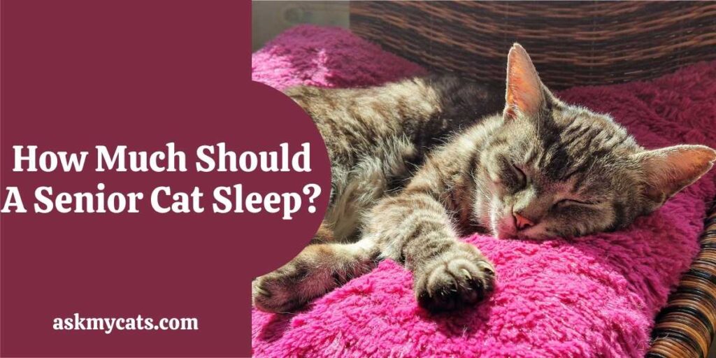 How Much Should A Senior Cat Sleep?