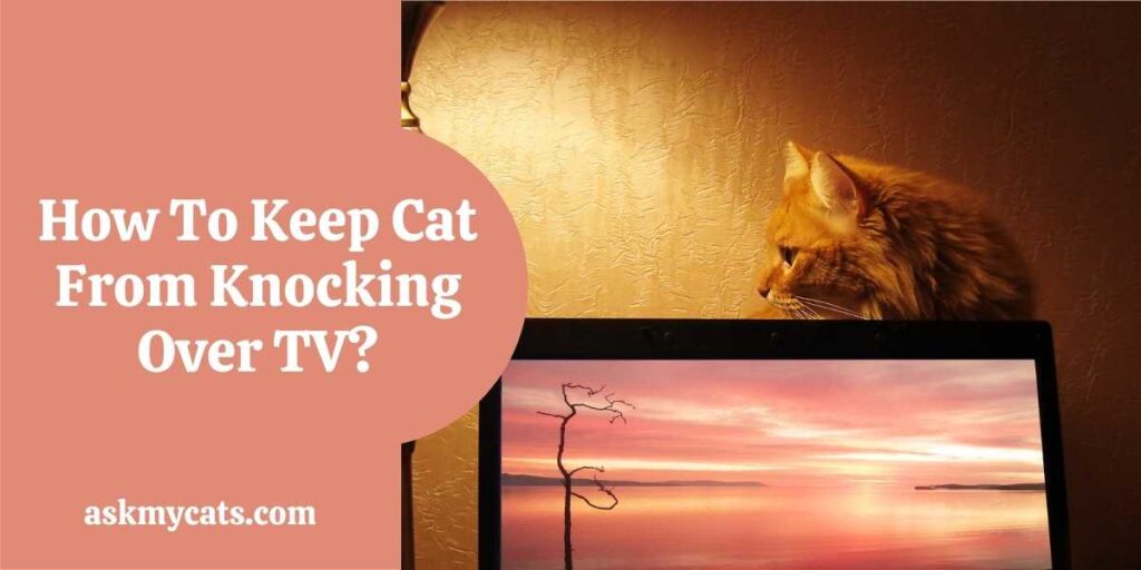 How To Keep Cat From Knocking Over TV?