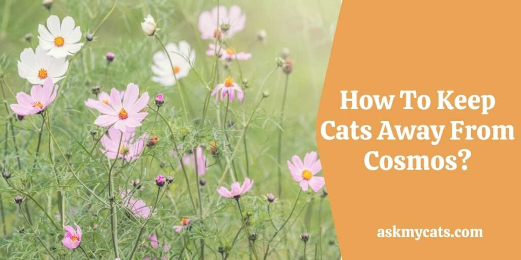 How To Keep Cats Away From Cosmos?
