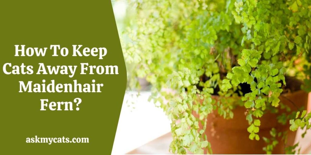 How To Keep Cats Away From Maidenhair Fern?
