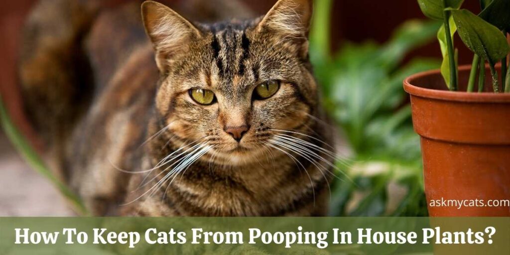 How To Keep Cats From Pooping In House Plants