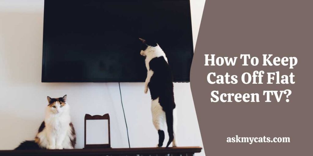 How To Keep Cats Off Flat Screen TV?