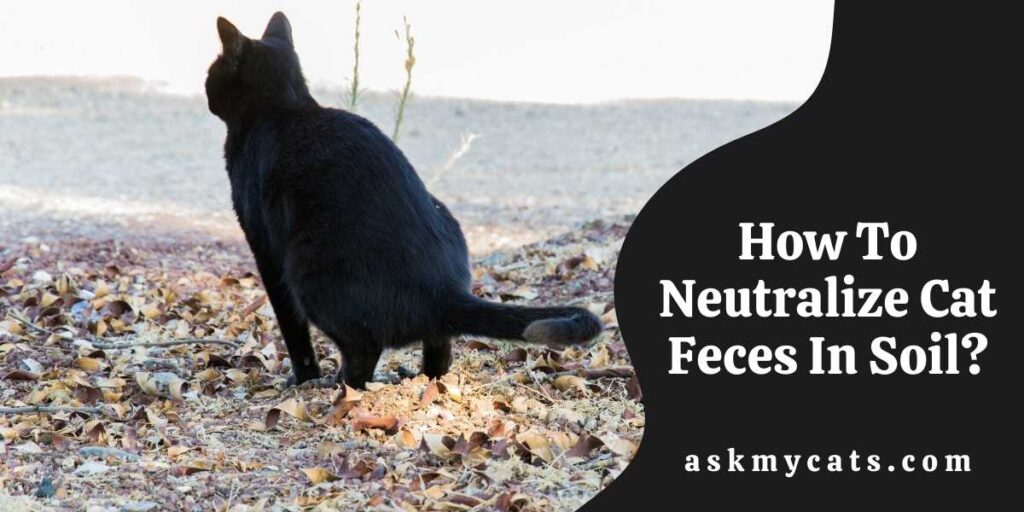 How To Neutralize Cat Feces In Soil?