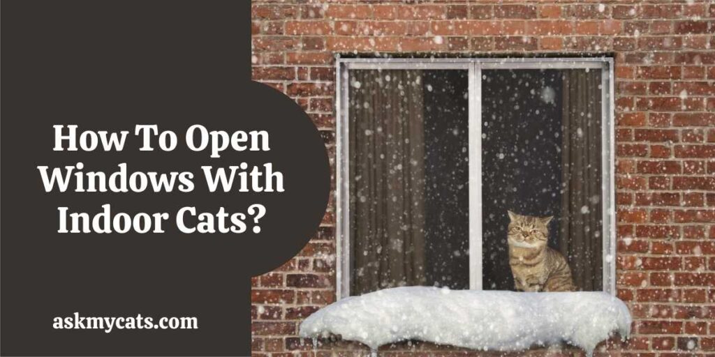How To Open Windows With Indoor Cats?