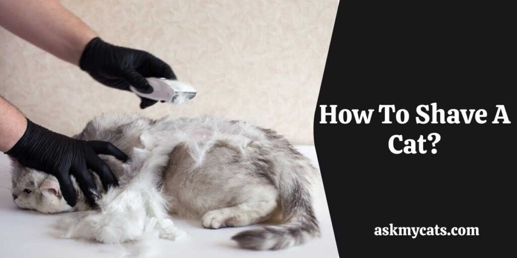 Can You Shave A Cat? Pros And Cons Of Shaving Cats How To Shave A Cat?