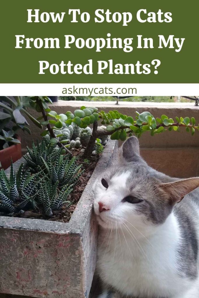 How to Keep Cats from Pooping in Houseplants 
