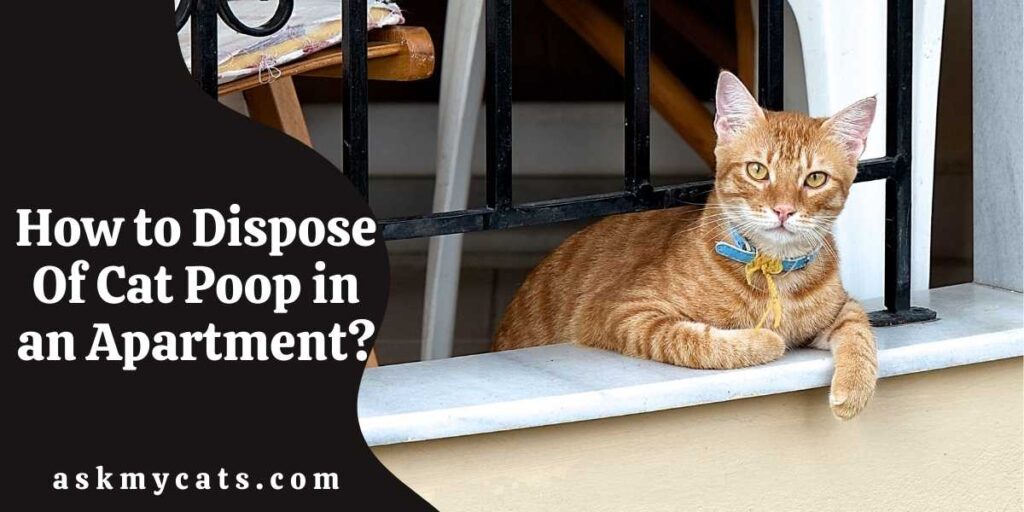 How to Dispose Of Cat Poop in an Apartment