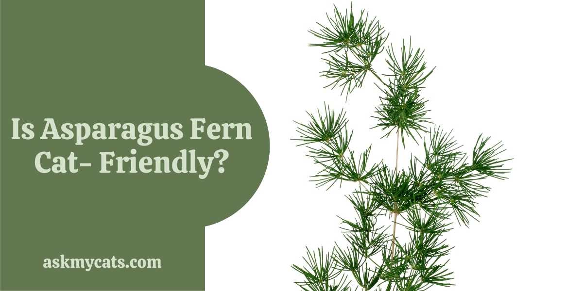 Are Asparagus Ferns Toxic To Cats?