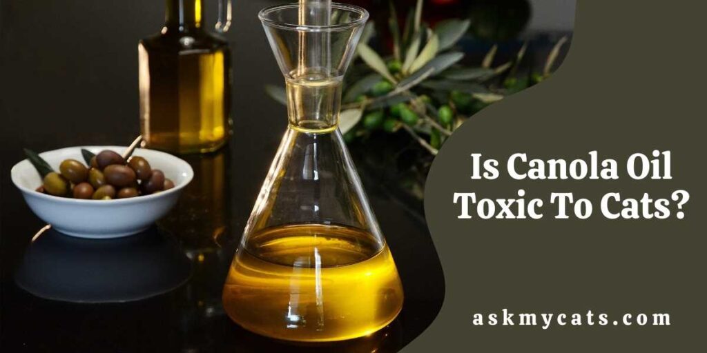 Is Canola Oil Toxic To Cats?