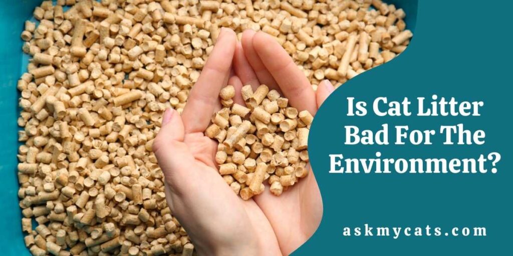 Is Cat Litter Bad For The Environment? Find Out Biodegradable Litter