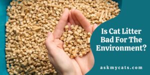 Is Cat Litter Bad For The Environment? Find Out Biodegradable Litter Options